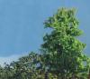 Noch 07251 - Foliage de couverture végétale, vert olive